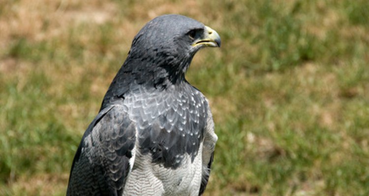 Aguila arpía.