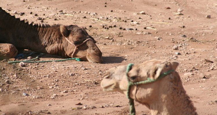 Dios le restauró 6,000 camellos a Job al final del libro.