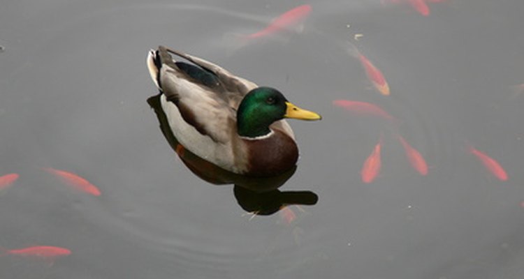 Large ponds support more aquatic life, but require greater depth.