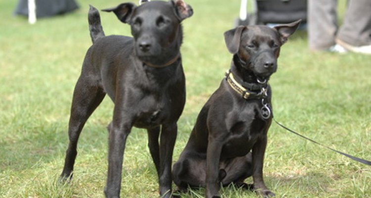 Niveles bajos de albúmina en perros pueden deberse a una serie de afecciones.