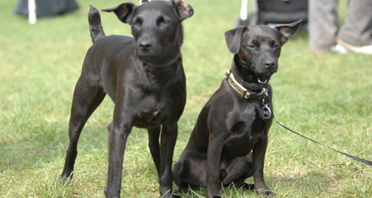 El glifosato es un herbicida común que parece representar una amenaza para los perros.