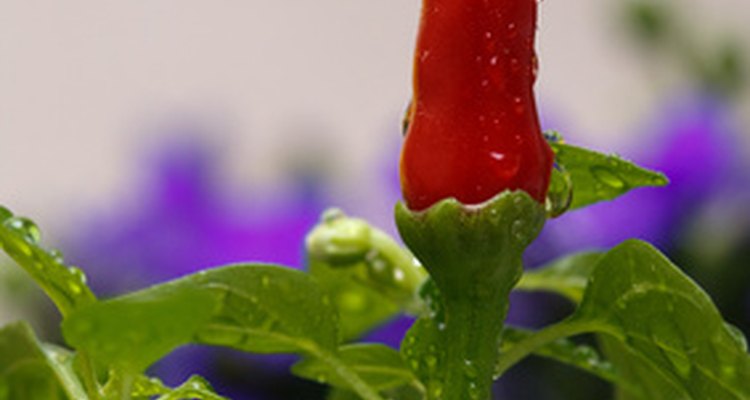 Capsaicin is the compound that makes chilli peppers hot.