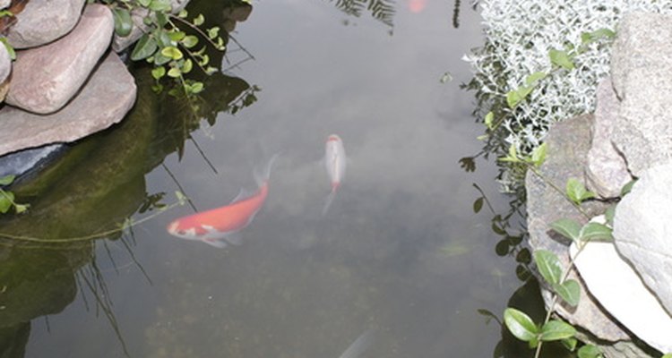 Hacer un estanque para peces con hormigón te dará muchos años de disfrute.