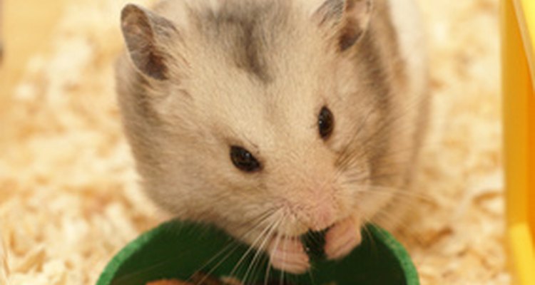 A forragem utilizada para hamsters pode ser adicionada à compostagem