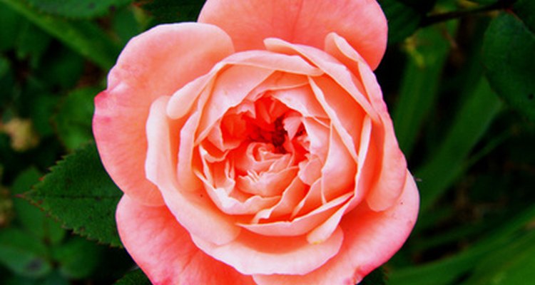 La rosa, una flor clásica.