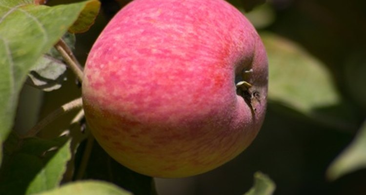 Um desbaste adequado ajuda a produzir maçãs de alta qualidade