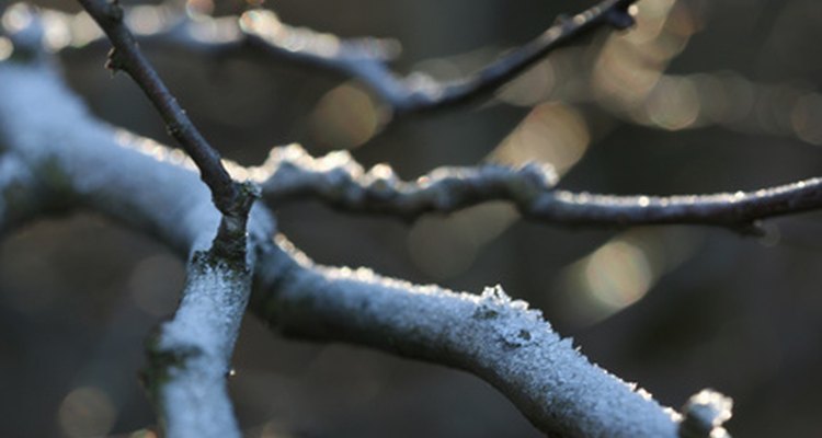 This white, cottony growth is found on the branches and trunk of the Pyracantha Coccinea.