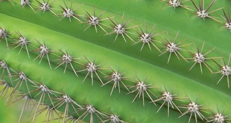 The character Cactaur was inspired by cacti.