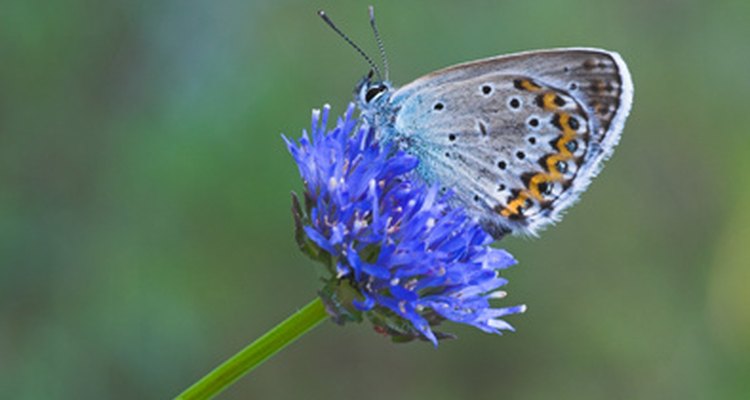 En algunas culturas se piensa que ver a una mariposa azul trae suerte y concede deseos.