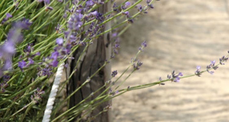 Many varieties of flowers grow along roadsides.
