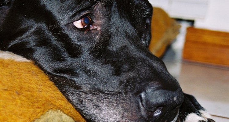 La inapetencia y letargo son algunos síntomas de pancreatitis en un perro.