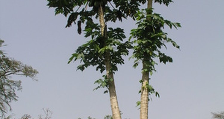 Los árboles de papaya crecen de 12 a 20 pies (3,65 a 6,09 m) de alto.