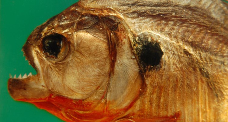 Piranhas thrive in rivers and lakes.