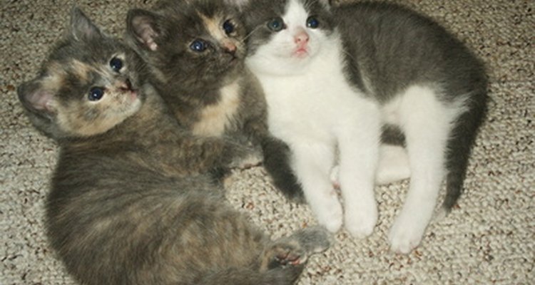 The battle of the sexes begins in kittenhood.