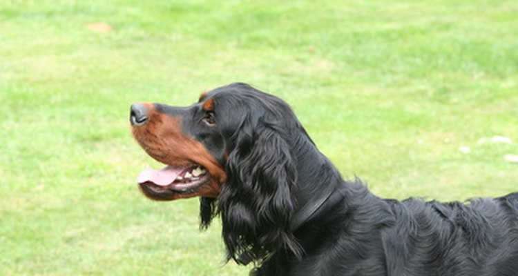 If you show your dog in the UK, you must earn three CCs to qualify as a Champion.