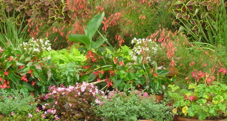 Using different containers and plants attractively hides the propane tank.