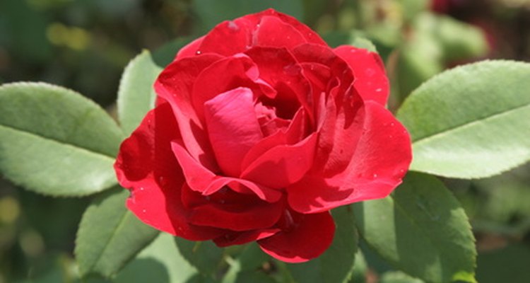 Una rosa roja en la naturaleza.