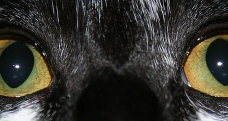 As lesões oculares nos gatos devem ser tratadas imediatamente
