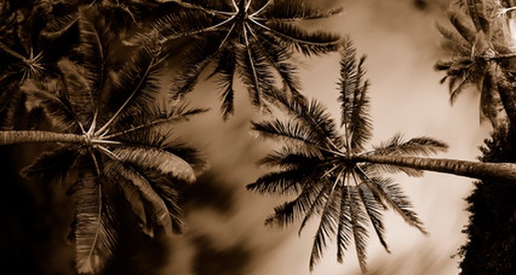 Con cuidado, las especies correctas de las plantas de palmera pueden prosperar en una variedad de climas.