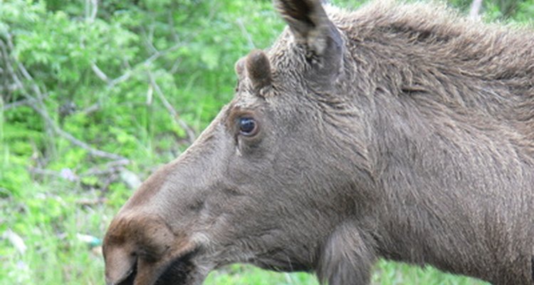 Moose lovers could see the animals they love during a vacation to Yellowstone National Park.