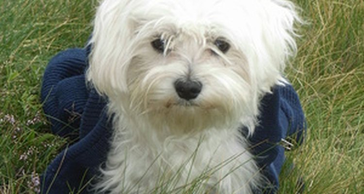 Bichon Frise dogs are affectionate and gentle companions.