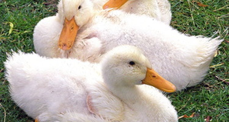 Com os cuidados adequados, os ovos de pato podem ser chocados com êxito em uma incubadora