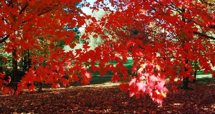 Consider red-leafed trees for a splash of colour.