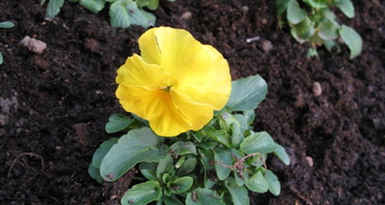 Cultiva un jardín lleno de flores con tu hijo.