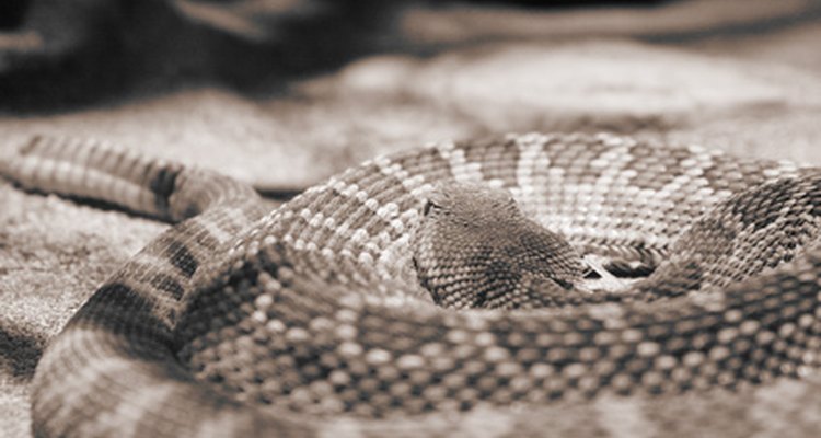 Las serpientes de cascabel son un tipo de víboras de hoyo.