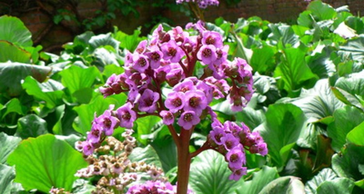 Bergenia multiply in clumps.