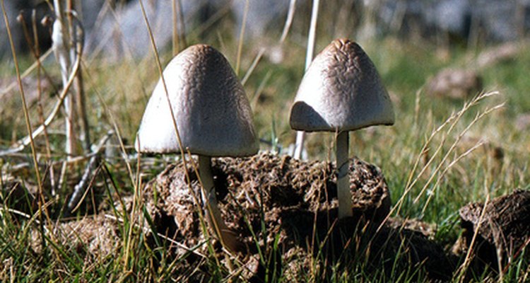 Alguns cogumelos brancos encontrados em gramados são venenosos