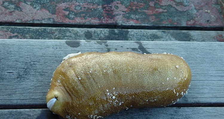 Os pepinos-do-mar são fontes ricas de proteínas e minerais