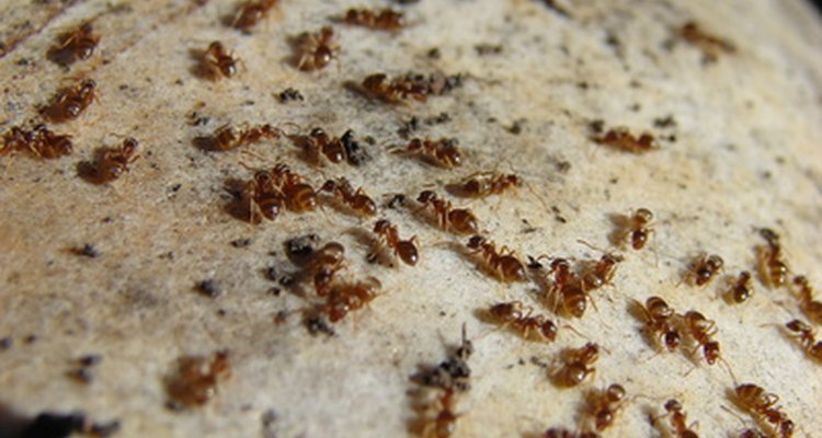 Otras variedades de hormiga ayudan a disminuir la expansión de las colonias de hormigas rojas.