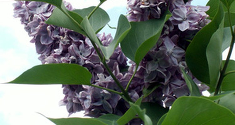 Lilac bushes are particularly susceptible to honey fungus.