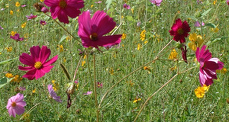 Flores silvestres crescem de forma desenfreada no norte da Itália