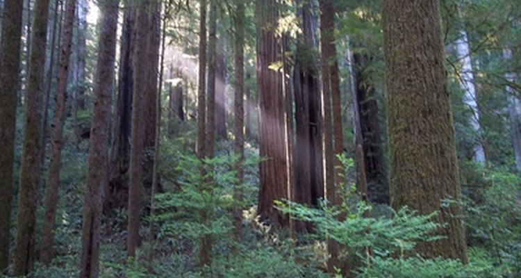 Camp Recovery se encuentra en los bosques de secuoyas de Santa Cruz.