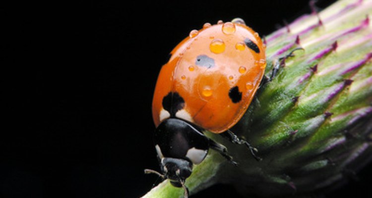 El Bacillus thuringiensis (Bt) no afecta a los insectos benéficos como las mariquitas.