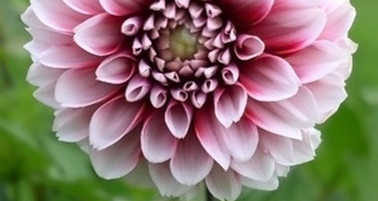 Dahlias symbolise commitment and long-lasting bonds.