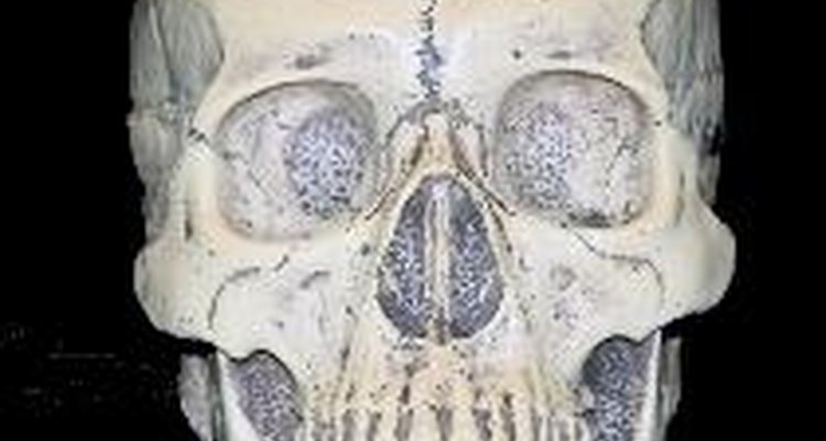 Los antropólogos analizan las características del cráneo para determinar la raza.