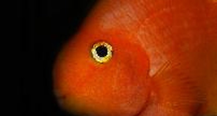 O peixe papagaio blood recebe esse nome por sua cor laranja-avermelhada