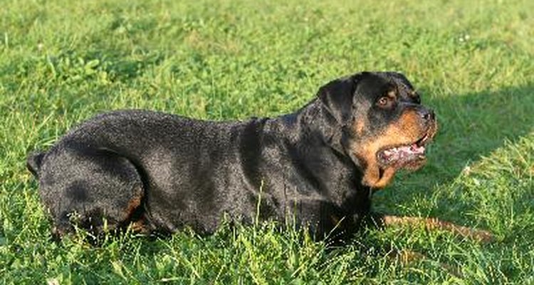 Rottweiler.