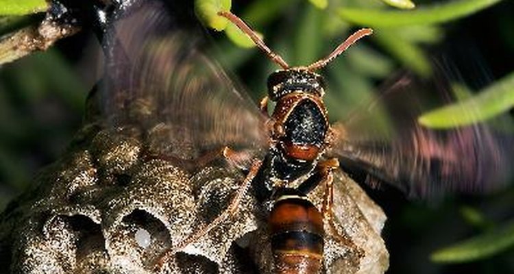 Nido de abejas.