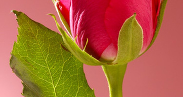 Agregar colorante de alimentos a las rosas les añade un toque de color interesante.