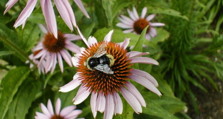 Honey bee gathering nectar.