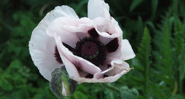 Louvre poppies are a stunning addition to any garden.