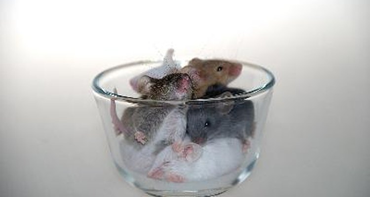 Deshazte de los ratones en tu hogar.