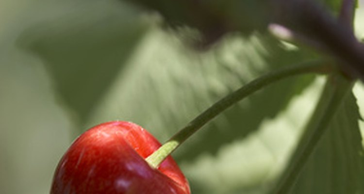 Aprenda como fazer suco de cereja