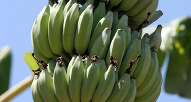 Bananas have had to evolve a number of adaptations to survive in the lowlight jungle atmosphere.