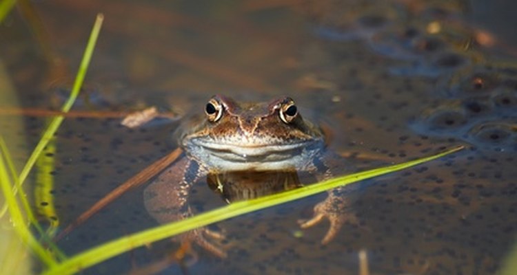 Many frogs must lay their eggs in water.