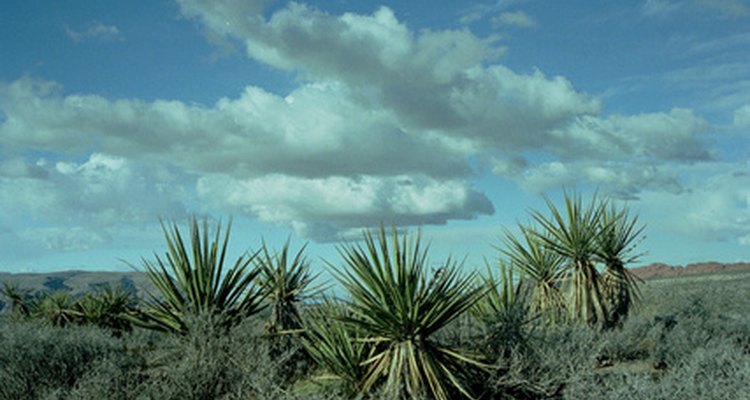There are several home remedies to prevent and eliminate spider mites from yucca plants.
